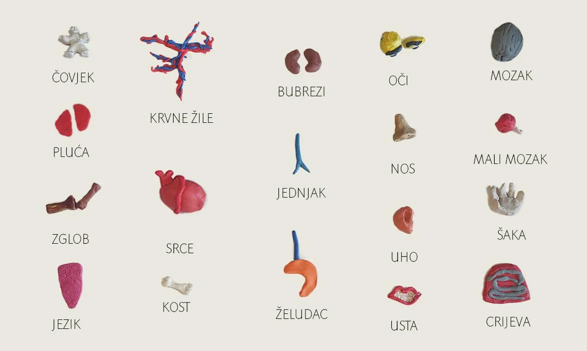 Organi i ljudsko tijelo – OŠ Ivana Gorana Kovačića