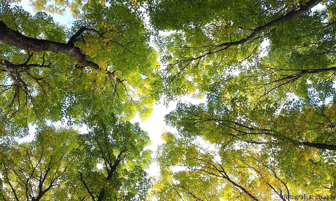 Šuma – učionica na otvorenom sa stotinu lica