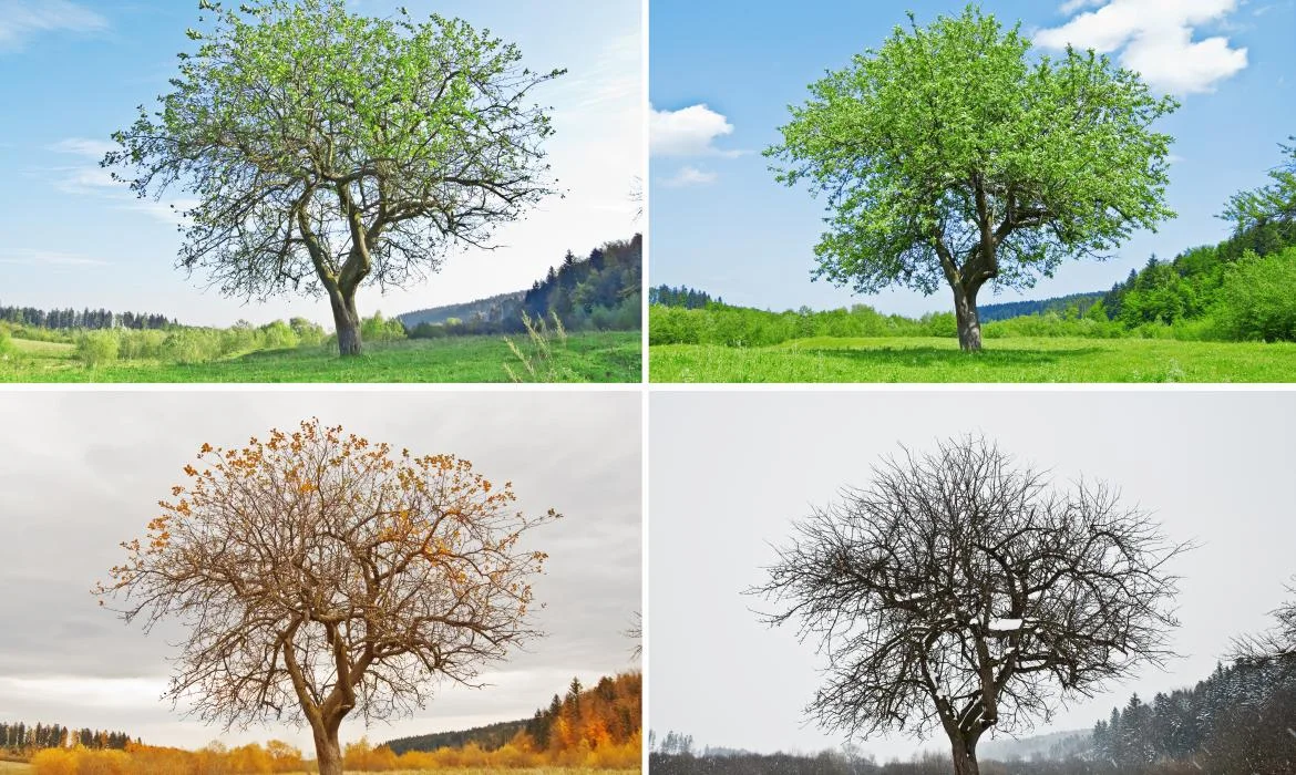 Projekt Jahreszeiten