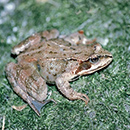 Žaba