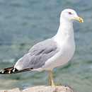 Galeb