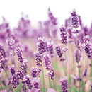 Lavanda
