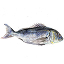 Zubatac