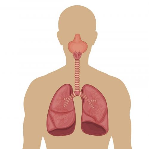 Dišni sustav prezentacija