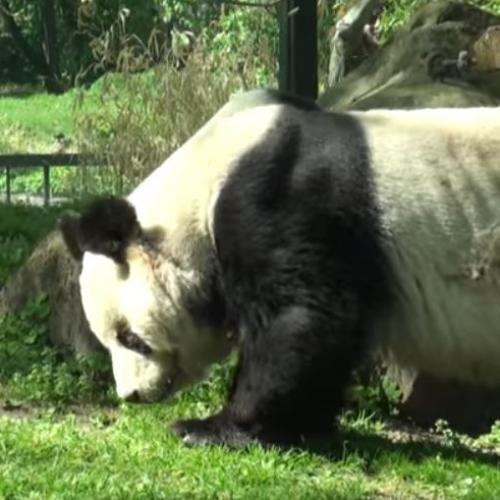 Panda u Berlinskom ZOO-u