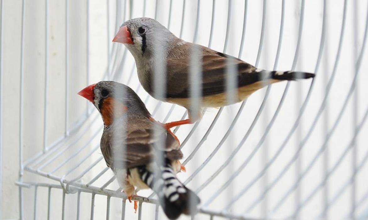 Darwinovo istraživanje o porijeklu vrsta posebno je vidljivo u proučavanju brojnih vrsta zeba na otočju Galapgos.