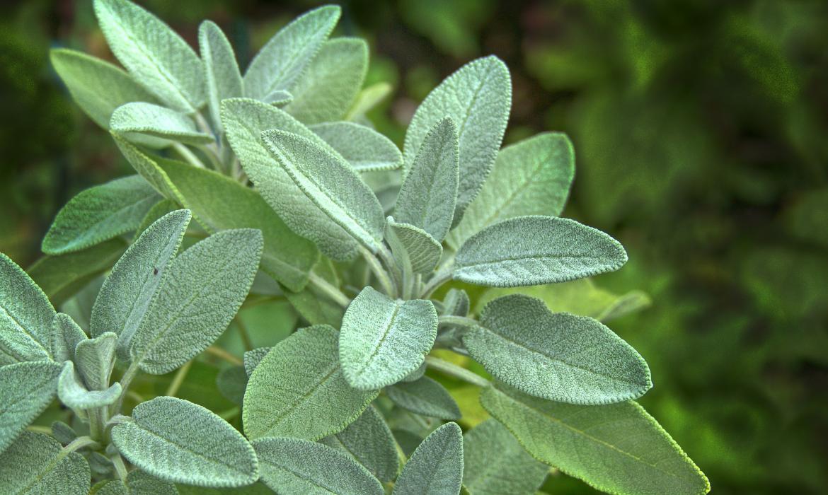 Kadulja lat. <em> Salvia officinalis </em>